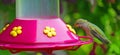 Humming Bird at the Feeder Panorama Royalty Free Stock Photo