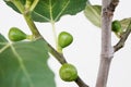 Close up of small fig fruits growing on Ficus carica tree branch Royalty Free Stock Photo