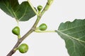 Close up of small fig fruits growing on Ficus carica tree branch Royalty Free Stock Photo