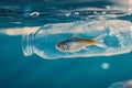 Close up of small fish inside of plastic bottle waste in ocean or river Royalty Free Stock Photo