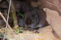 Close-up of a small fluffy European pine vole (Microtus subterraneus) looking into the camera