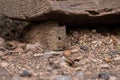 Close-up of a small fluffy European pine vole (Microtus subterraneus) under a dried tree trunk