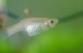 Close-up of a small freshwater fish. Royalty Free Stock Photo