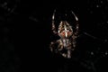 Close-up of a small garden spider sitting in the middle of its spider web in Europe. The spider web is covered in dew drops. The Royalty Free Stock Photo