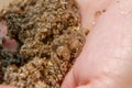 Close up a small ghost crab on hand. Macro photography of a small crab, sea crab, mangrove crab. Malaysia Royalty Free Stock Photo