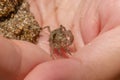 Close up a small ghost crab on hand. Macro photography of a small crab, sea crab, mangrove crab. Malaysia Royalty Free Stock Photo