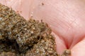 Close up a small ghost crab on hand. Macro photography of a small crab, sea crab, mangrove crab. Malaysia Royalty Free Stock Photo