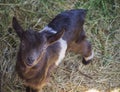 Close-up of a small goat lit by the sun looking at the camera. Selective focus Royalty Free Stock Photo