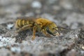 Close up of a small golden furrow bee, Halictus subauratus Royalty Free Stock Photo