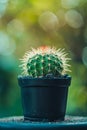 Close-up of a small green cactus in a black pot with blurry green and yellow background Royalty Free Stock Photo