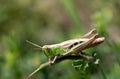 Close-up of a small green cricket perched on a blade of grass Royalty Free Stock Photo