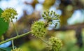 Close-up of small green flowers of English ivy Hedera helix, European ivy. Selective focus. Interesting nature concept Royalty Free Stock Photo