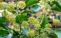 Close-up of small green flowers of English ivy Hedera helix, European ivy. Selective focus. Interesting nature concept Royalty Free Stock Photo