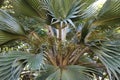 Close up of the small, green fruit, fronds and leaves of a Pritchardia munroi, Loulu, Palm tree in Kauai, Hawaii Royalty Free Stock Photo