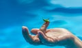 Closeup of small green grasshopper or grig seats on middle aged woman's finger in the pool on blue water blurred background