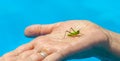 Closeup of small green grasshopper or grig seats on middle aged woman's hand in the pool on blue water blurred background