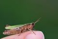 Close-up of a small green grasshopper sitting on a human finger in front of a green background Royalty Free Stock Photo