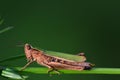 Close-up of a small green grasshopper sitting on a stem in front of a green background Royalty Free Stock Photo