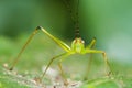 Small Green Leaf Katydid Royalty Free Stock Photo