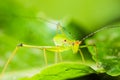 Small Green Leaf Katydid Royalty Free Stock Photo