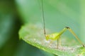 Small Green Leaf Katydid Royalty Free Stock Photo
