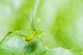 Small Green Leaf Katydid Royalty Free Stock Photo