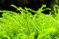 Close up of small green leaf with natural light, abstract green leaves texture, nature background Royalty Free Stock Photo