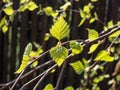 Close-up of small, green leaves on branches of the birch tree with bright backlight with dark background in early spring Royalty Free Stock Photo