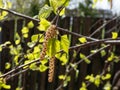 Close-up of small, green leaves on branches of the birch tree with bright backlight with dark background in early spring Royalty Free Stock Photo