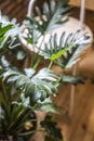 Close up of small green leaves plant in plant pot for decorate room making more lively and refreshment