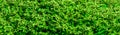 Close-up small green leaves texture natural background, leaves pattern Royalty Free Stock Photo