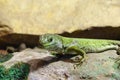 Close-up on a small green lizard on a rock