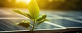 Close-up of a small green plant growing next to a solar panel at sunset