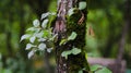 Close-up of a small green plant growing on the side of a tall tree trunk