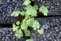 Close up small green plant growing between stones Royalty Free Stock Photo