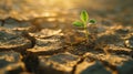 Close-up of a small green plant making its way out from under the dry cracked earth. The concept of drought management Royalty Free Stock Photo