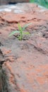A close-up of a small, green plant sprouting from a crack in a weathered brick wall. Royalty Free Stock Photo