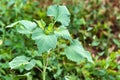 Giant sumpweed or Cyclachaena xanthiifolia close Royalty Free Stock Photo