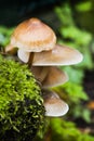 Close up small group of mushrooms Royalty Free Stock Photo