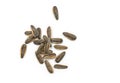 Close up a small group of roasted sunflower seeds on white background. Top view roasted sunflower seeds snack Royalty Free Stock Photo