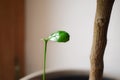 Close-up of a small growing tangarine - house plant Royalty Free Stock Photo