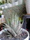 Haworthia fasciata