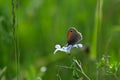 Small heath butterfly and asian flax flower, close up Royalty Free Stock Photo