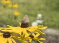 Close up small heath butterfly, Coenonympha pamphilus sitting on yellow Rudbeckia hirta, black-eyed Susan flower Royalty Free Stock Photo