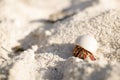 Close up of a small hermit crab in a smooth white shell in the sand crawling face forward