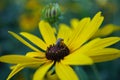Close up of a small honey bee on a black eyed susan daisy flower Royalty Free Stock Photo