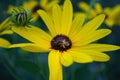 Close up of a small honey bee on a black eyed susan daisy flower in my backyard garden Royalty Free Stock Photo