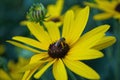 Close up of a small honey bee on a black eyed susan daisy flower in my backyard garden Royalty Free Stock Photo