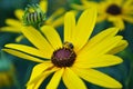 Close up of a small honey bee on a black eyed susan daisy flower in my backyard garden Royalty Free Stock Photo