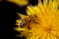 Close-up of a small honey bee searching intensively for pollen in a yellow dandelion flower. The bee is covered in pollen. The Royalty Free Stock Photo